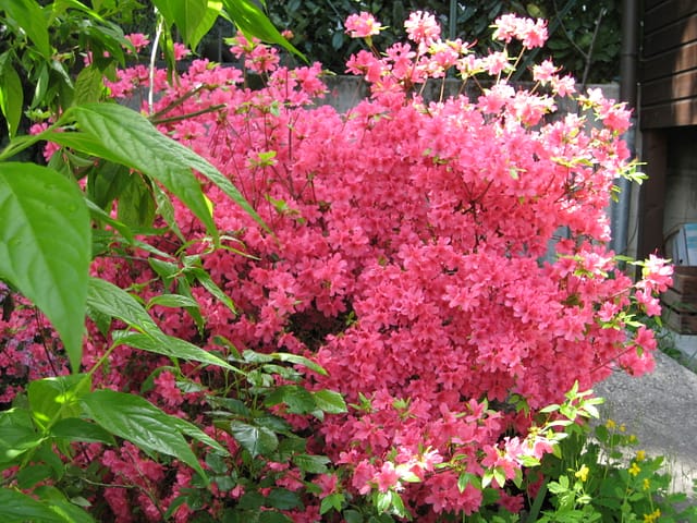 Azaleas in the corner of the O'Reilly patio